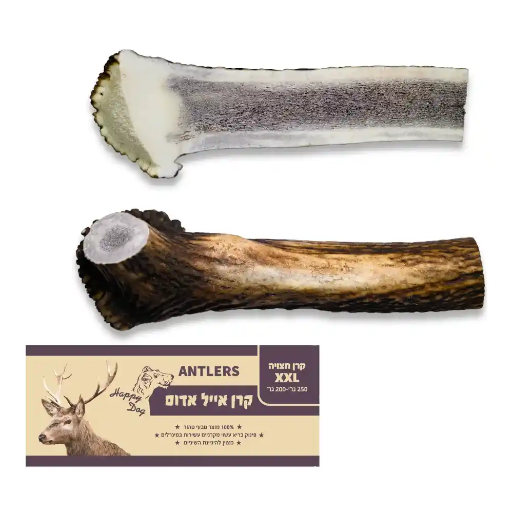 קרן אייל אדום חצויה XXL סיווג AA