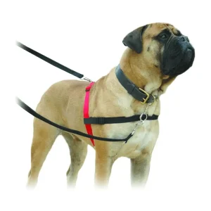 ריתמת גוף הלטי HALTI