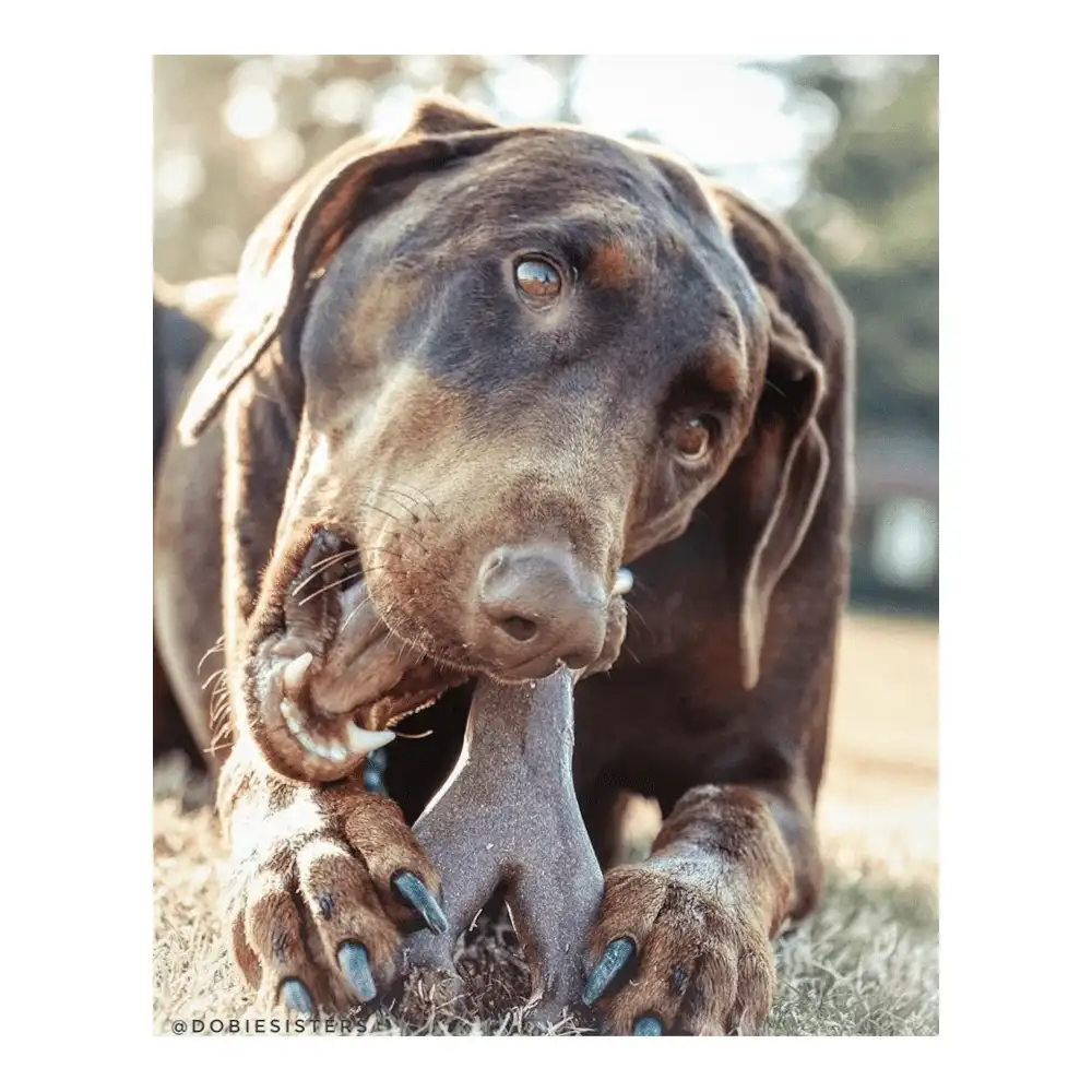 במבונס Bam-bones - עצם Y גדולה