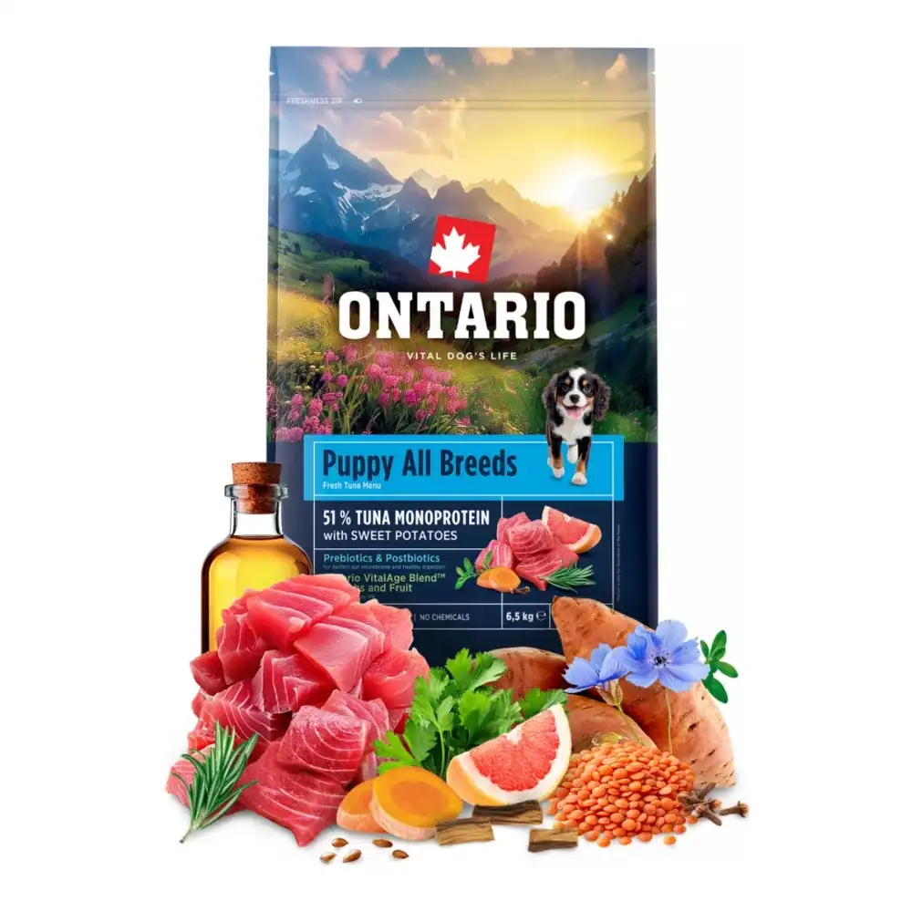 אונטריו ONTARIO גורים טונה ובטטה